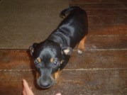 Bo, the new Catahoula pup